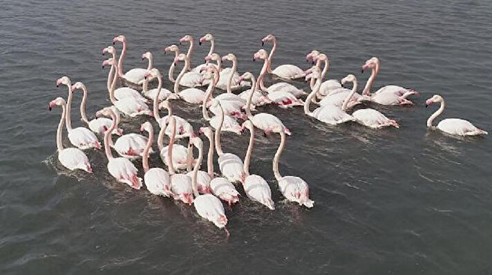 İzmir'de, kış mevsiminde hava sıcaklığının iyice düşmesiyle konumu nedeniyle kuşların sığındığı liman olan İnciraltı sahili, flamingoların evi haline geldi.