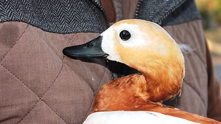 Loyal ruddy shelduck refuses to migrate