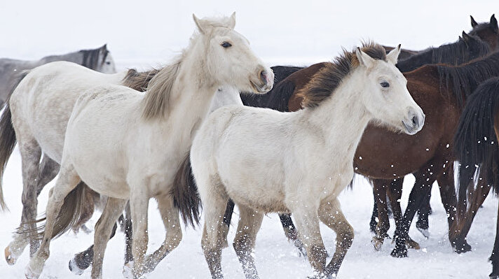 Horses running on a snow-covered road during the winter season provided a unique visual feast to the visitors at the foothills of Erciyes Mountain in Kayseri, Turkey.