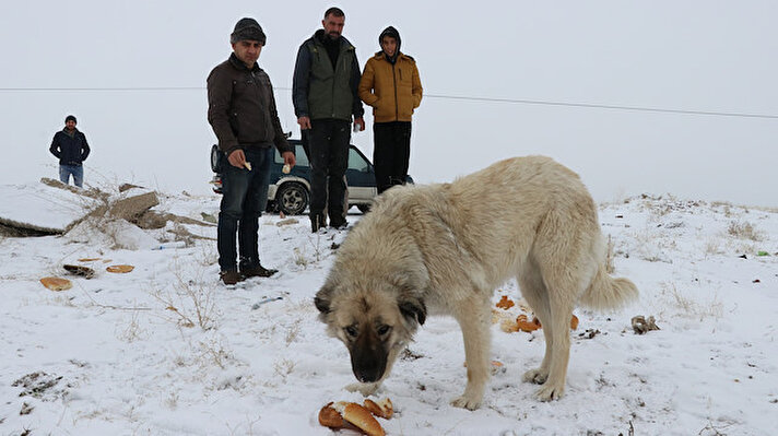 Doğa sporlarıyla uğraşan ve hayvan sevgisiyle büyüyen 46 yaşındaki Kaya, kış aylarında özellikle yaban hayvanlarının karnını doyurmak için çaba gösteriyor.

