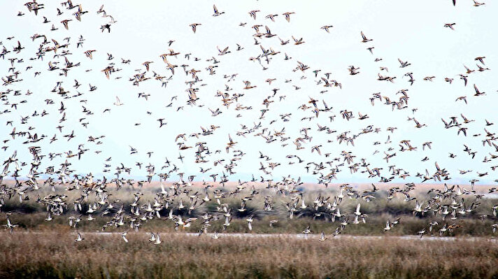 Samsun'da 56 bin hektar alana sahip Kızılırmak Deltası Kuş Cenneti, kışın gelişiyle şenlendi. Deltada, Türkiye'de bulunan 400 civarındaki kuş türünden 356'sı görülebiliyor. Deltaya aralık ayı başından bu yana gelmeye başlayan yeşilbaş ördekler, turistleri ve kuş araştırmacılarını da cezbediyor. Balıkçıl kuşlar, deltadaki göller ve kanallarda balık avlayarak beslenmeye çalışıyor.

