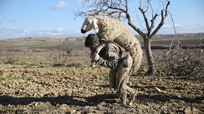 People mobilize to rescue sheep stuck in mud in SE Turkey