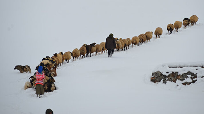 Bölgede etkisini sürdüren kar ve tipi, en çok geçimini hayvancılıkla sağlayan çiftçileri etkiliyor. Kar kalınlığının yer yer bir metreyi geçtiği Muş'ta besiciler, hayvanlarını kar üzerinde ot ve saman vererek besliyor.

