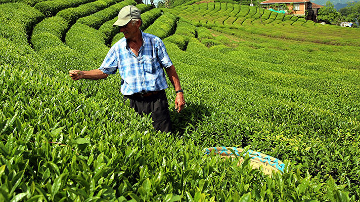 Beyaz çayın üretimi, Doğu Karadeniz Bölgesi'nde Rize, Trabzon, Artvin ve Giresun'da, 5 yıl önce başladı. Çay İşletmeleri Genel Müdürlüğü (ÇAYKUR) tarafından başlatılan uygulamayla, 'Tomurcuk' olarak bilinen çayın üst filizleri üreticiler tarafından elle toplanıyor. 
