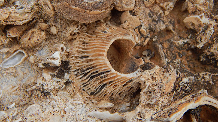 Fosillerin izini süren Kahrıman, 2 bin 700 rakımda fosil yatağına ulaştı.  