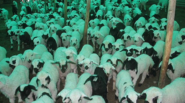 Koyunların kuzulama döneminin başlaması ile birlikte birçok yerde olduğu gibi Elazığ'da da renkli görüntüler oluşuyor. 