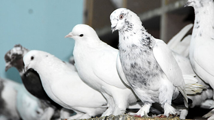 Merkez İpekyolu ilçesi Alipaşa Mahallesi'nde yaşayan Demirel'in kuşlara olan sevgisi çocukkken başladı. 
