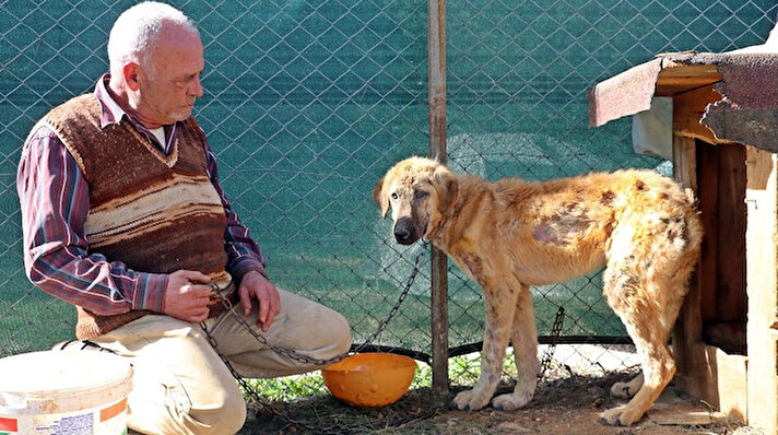 Antalya'nın Aksu ilçesinde yaşayan emekli Sabahattin (62) ve Mükerrem Ergülen (52) çiftinin, 12 yıl önce küçük bir köpekle başlayan hayvan sevgileri, zamanla oldukça büyüdü. Sokak hayvanlarına bakmak için dubleks evlerini satan ikili, ardından ormanlık alanda 2 dönümlük bir arazi satın aldı.
