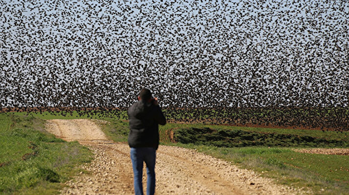 Sabah saatlerinde Mardin Ovası’nda ekimi yapılan buğday tarlalarına akın eden binlerce sığırcık kuşunun gökyüzünde aynı anda kanat çırpması izleyenleri büyüledi.

