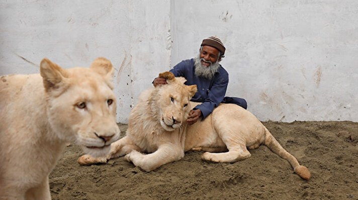 Mamy, a caretaker plays with a pair of pet lions in an enclosure built in a house on the outskirts of Peshawar, Pakistan February 4, 2019.

