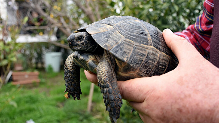 A turtle named Cuma, found trapped in a bag its' mouth tied and rescued by Numan Pekdemir and his wife, is seen at its owners' garden in Muğla, Turkey on February 8, 2019. 10-year-old Cuma stays in the couples garden during summer and in the balcony during winter.