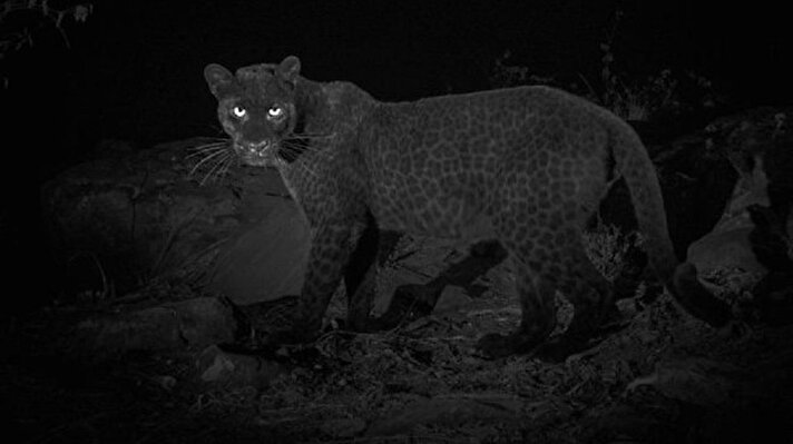 100 yıldır ilk kez Kenya'da siyah leopar görüntülendi.
