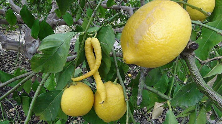 Silifke’de yaşayan ve çiftçilik yapan Erhan Nizamoğlu ve arkadaşı Hayati Göztaşı bahçesinde limon toplarken ağaçtaki limonların yanında biber gördü. Nizamoğlu, bir süre sonra şaşkınlıkla ağaçtan kopardığı biber görünümlü limonu alarak evine geldi. 
