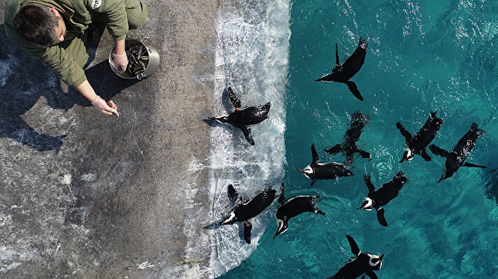 Büyükşehir Belediyesince kurulan ve 130 türden bin 500 hayvanı barındıran hayvanat bahçesinde 16 penguen bulunuyor. 