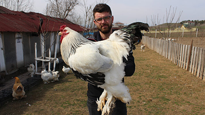 Tokat'ın Erbaa ilçesinde 29 yaşındaki Adnan Demir, süs tavuğu yetiştiriciliği hobisini, zamanla gelir kapısı haline getirdi.