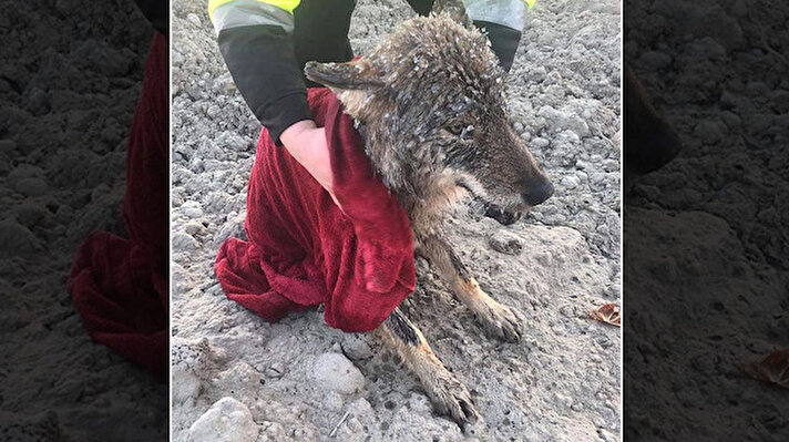 Nehirden donmuş bir hayvanı kurtarmış olan Estonyalı iki inşaat işçisi haytanın şokunu yaşadı. 