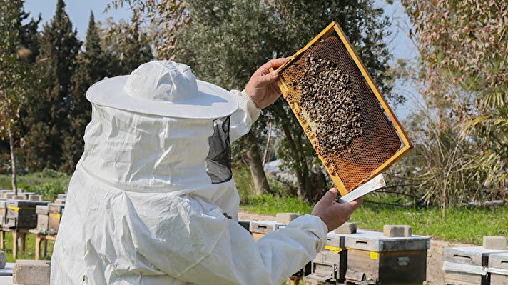 Ege Tarımsal Araştırma Enstitüsünde, 10 yıl süren ıslah çalışmalarıyla üstün özellikler kazandırılarak bal verimi yüzde 35'e kadar artırılan bal arısı "efe" ismiyle tescillendi. Ege Tarımsal Araştırma Enstitüsü Hayvancılık Bölümü Başkanı Üzeyir Karaca (fotoğrafta), AA muhabirine yaptığı açıklamada, 2008'de Türkiye'de görülen 5 arı ırkından Ege eko tipinin ıslahına başladıklarını söyledi.