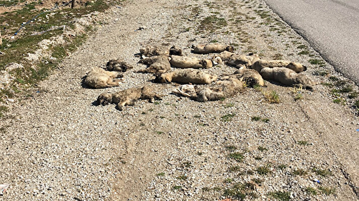 Konya'da yol kenarına atılmış 13 ölü köpek yavrusu bulundu.
