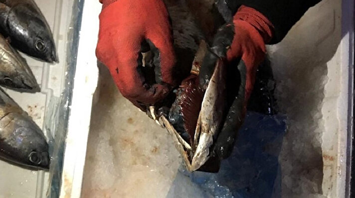 Mersin'de şehirlerarası yolcu taşımacılığı yapan bir otobüsün bagajında yapılan aramada, palamut balığının solungacına gizlenmiş 56 gram kokain ele geçirildi. Olayla ilgili 2 kişi gözaltına alındı.
