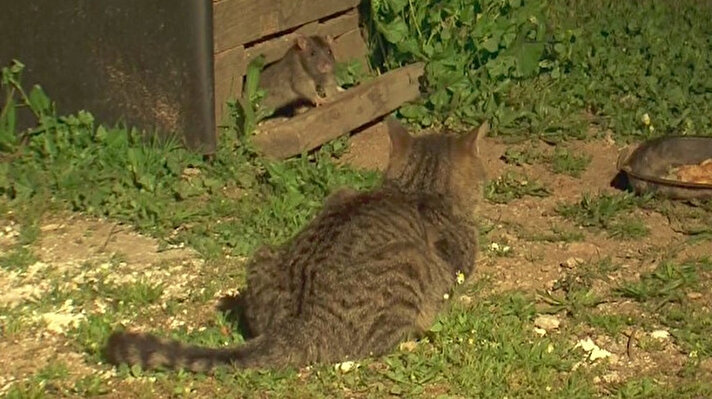 Antalya'nın Muratpaşa ilçesine bağlı Doğuyaka Mahallesi'nde iri lağım fareleri kedilerin korkulu rüyası oldu. 

