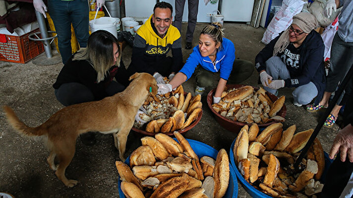 Yemeği kendi araçlarıyla Kaynaklar köyünde köpeklerin yaşadığı alanlara bırakan 20 gönüllü, besledikleri hayvanlardan tıbbi desteğe ihtiyacı olanların da bakımını gerçekleştiriyor. 
