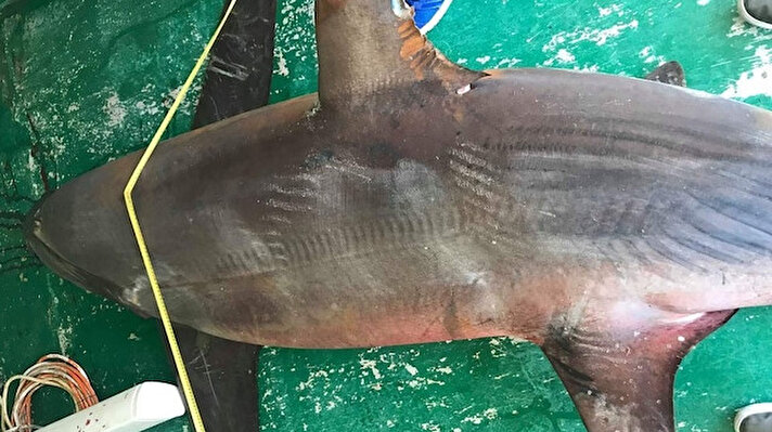 İskenderun Teknik Üniversitesi Bilim, Teknoloji, Uygulama ve Araştırma Merkezi Yönetim Kurulu Üyesi Prof. Dr. Cemal Turan, 'sapan' köpek balığının korunması gereken türlerden olduğunu belirterek şunları söyledi: 