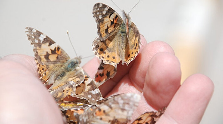 Tokat'ta iki gündür kelebeklerin göçüne şahitlik eden vatandaşlar şaşkınlıklarını gizleyemiyor. 
