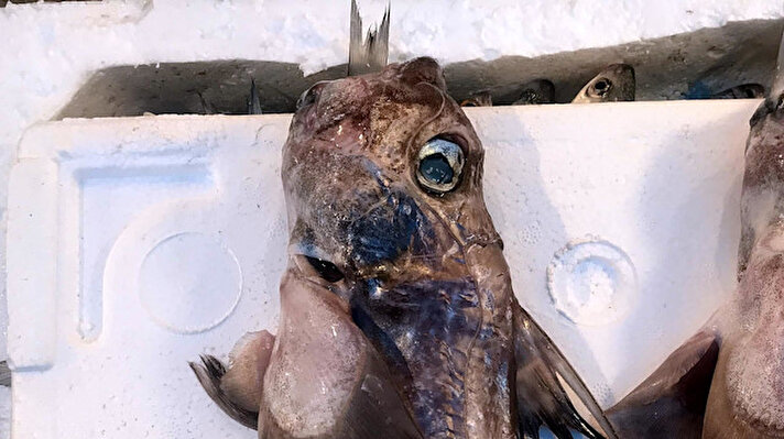 Mersin'de avlanmaya çıkan balıkçıların ağına, türü bilinmeyen 3 balık takıldı. Balıkçılar, daha önce Akdeniz'de hiç görmediklerini söyledikleri balıkları kent merkezine getirip sergiledi.