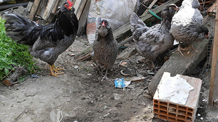 Kuşlubahçe Mahallesi'nde yaşayan ve beyaz eşya üreten bir fabrikada işçi olarak çalışan Mustafa Gürer (27), kuş merakı nedeniyle bir süre 100 çift muhabbet kuşu besledi.  Ancak işi nedeniyle kuşlarla fazla ilgilenemeyen Gürer, daha sonra bunları sattı. 