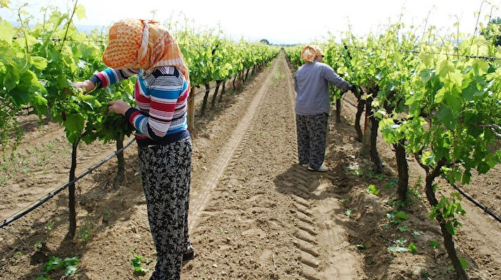 Türk yemek kültürünün vazgeçilmezlerinden sarmaların ana malzemesi olarak tercih edilen üzüm yaprağı Salihli Ovası’ndaki bağlardan kadınlar tarafından titizlikle toplanmaya başlandı. Kadınlar bağlardan topladıkları asma yapraklarını satarak, hem evlerinin ihtiyaçlarını gideriyor, hem de aile bütçelerine katkı sağlıyor.
