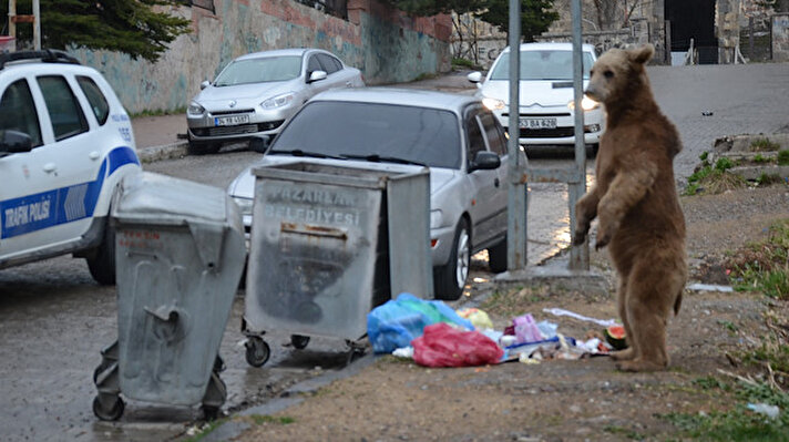 İftar saatine yakın İnönü Mahallesi'ne gelen bozayı yavrusu, çöp konteynerlerinde karnını doyurmaya çalıştı.