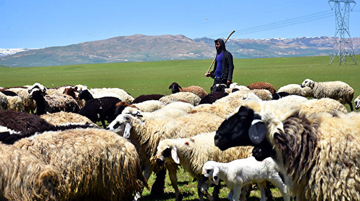 Muş'ta yüzlerce küçükbaş hayvanı otlatan çobanlar ramazanda sıcaklardan etkileniyor.  