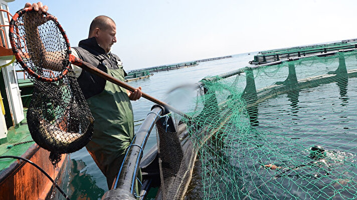 Ordu'nun Perşembe ilçesinin 500 metre açıklarında kurulan kafeslerde her yıl binlerce ton balık üretiliyor.