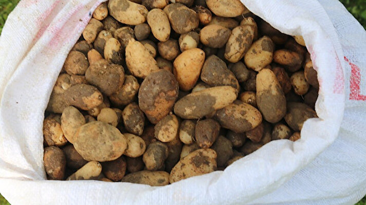 Elazığ'da 25 kilogram salep soğanı ile yakalanan 5 kişiye biyolojik çeşitliliği tahrip etmek suçundan toplam 300 bin TL para cezası kesildi. Koruma altında bulunan salep soğanları ise tekrar aynı bölgede toprakla buluşturuldu.