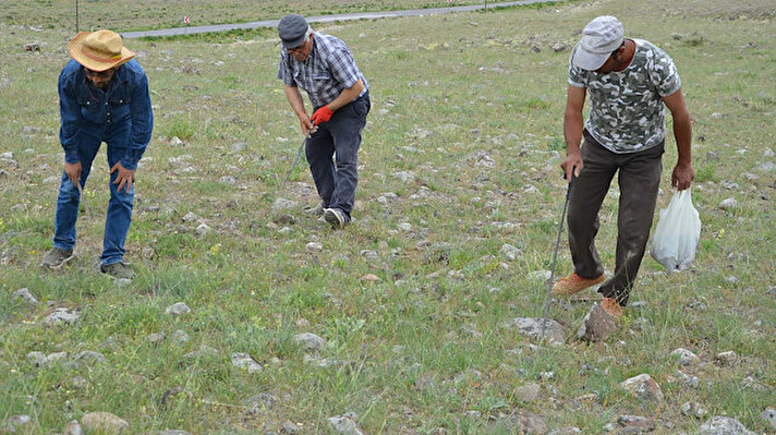 Ereğli'ye bağlı Beyören Mahallesi'nde yaşayanlar, her yıl nisan ayından itibaren Beyören Dağı bölgesindeki arazide domalan mantarı arıyor.