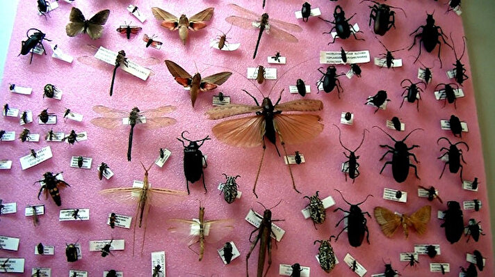 Kahramanmaraş Sütçü İmam Üniversitesi Ziraat Fakültesi Bitki Koruma Bölümü Öğretim Üyesi Prof. Dr. Murat Aslan, 1989 yılında okuduğu Çukurova Üniversitesindeki böcek müzesinden esinlenerek Kahramanmaraş'ta 3 binden fazla böcek türünün bulunduğu müzeyi oluşturdu.

