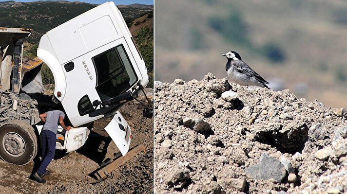 Bingöl-Erzurum kara yolu 35. kilometre Çobantaşı köyü mevkisinde bölünmüş yol çalışmalarını sürdüren firmaya ait bir kamyonun motor bölümünde kuşun yuva yaptığını fark eden işçiler, durumu firma yetkililerine bildirdi.
