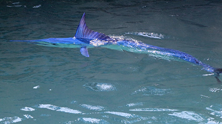 Kemer G Marina'da soyu tükenme tehlikesiyle karşı karşıya olan ve dünyanın en hızlı deniz canlısı olarak Guinness Rekorlar Kitabı'na giren yavru mavi yelken balığı görüldü. 
