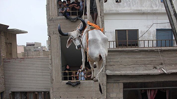 A Pakistani breeder used a crane to bring down his animals from a rooftop ahead of Muslim's Eid al-Adha in Karachi, Pakistan. Due to the crowded population, agricultural land scarcity and irregular urbanization in Karachi, people sometimes keep their animals on their roofs.