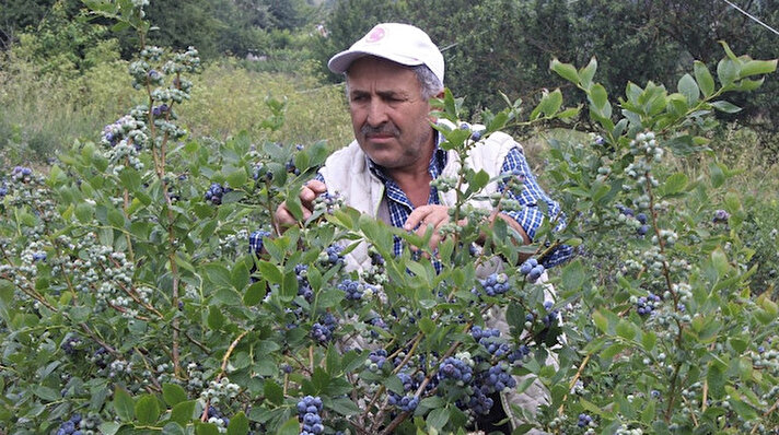Bursa’nın dağ ilçelerinden Orhaneli’nin Göynükbelen köyünde çiftçilik yapan Salih Arsil, ilçedeki Tarım Müdürlüğünün tavsiyesi üzerine 2012 yılında bölgedeki ilk yaban mersini bahçesini kurdu. 