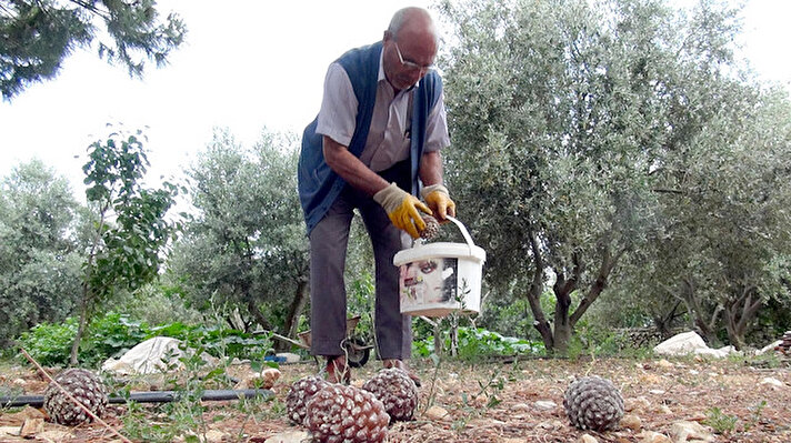 Silifke'nin Öztürkmenli Mahallesi'nde yaşayan, emekli çiftçi Abdurrahman Serin, 1999 yılında, gölgesinden faydalanmak için evinin bahçesine 4 çam fıstığı fidanı dikti. 