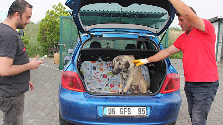 Hasta halde bulunarak Amasya Doğa Koruma ve Milli Parklar Müdürlüğüne götürülen yaklaşık 10 aylık köpek, Suluova Belediyesi Sokak Hayvanları Rehabilitasyon Merkezi görevlilerine teslim edildi. 