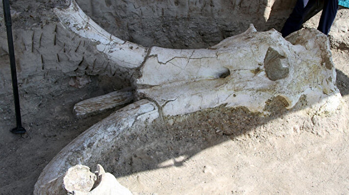 Geçen yıl eylül ayında, Taşhan Mahallesi'ndeki Yamula Barajı kıyısında keçi otlatan çoban, dev fosil parçası buldu. Çobanın durumu bildirmesi üzerine bölgede kazı yapıldı. 