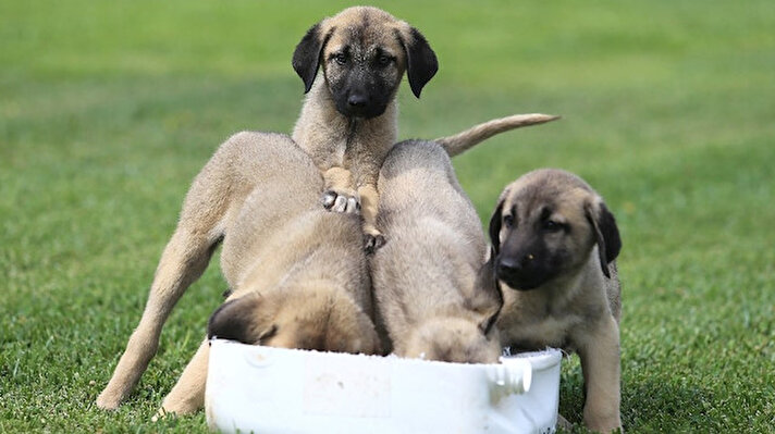 Kangal cinsi köpeklerinin Anadolu’ya özgü safkan gen kaynakları TİGEM Karacabey İşletmesi Köpek Tesisleri’nde korunuyor.