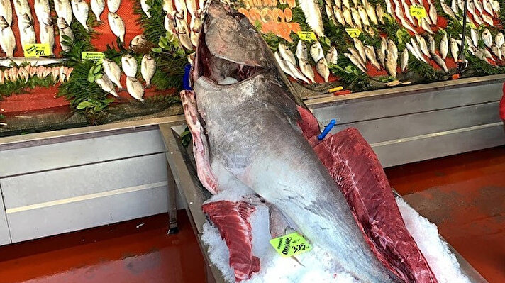 Dev bir orkinos balığı Sinop açıklarında balıkçıların hamsi ağlarına takıldı. Balıkçı Serhat Güler, yakaladıkları dev Karadeniz orkinosunu Sultanbeyli’ye getirdi.