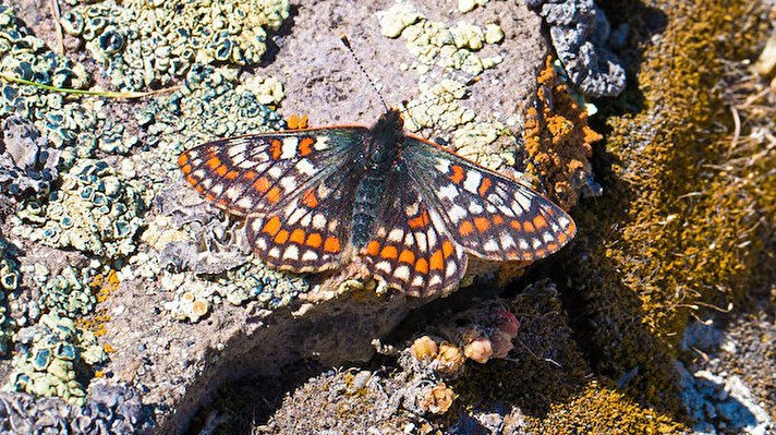 Son Buzul Çağı'ndan kaldığı bilinen, Türkiye'de ilk kez 1970'te Ağrı Dağı'nın 4 bin metre rakımında kaydedilen "Kuzeyli Nazuğum" isimli kelebek türü, yaklaşık 50 yıl sonra yeniden görüntülendi.

