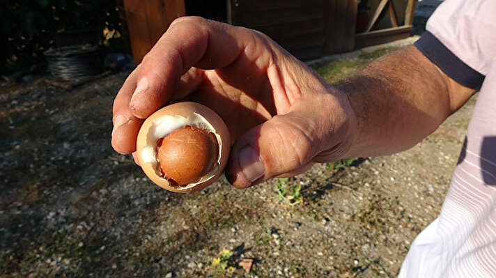 Mudanya'da yaşayan İsmail Öztan, bağ evinde sabah kalkınca, kümesten topladığı yumurtaları eşine verdi. 