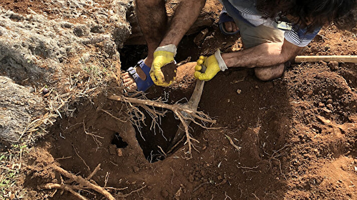 Ankara Üniversitesi nükleer fizikçileri, Muğla'nın Milas ilçesindeki bir zeytin ağacının yaşını, ilk kez lüminesans' tarihlendirme yöntemini kullanarak tespit etti.  <br><br>Ağacın köklerine yakın toprak numunelerin laboratuvar ortamında yapılan analizlerinde, ağacın 3 bin yıl önce dikildiği ortaya çıktı.