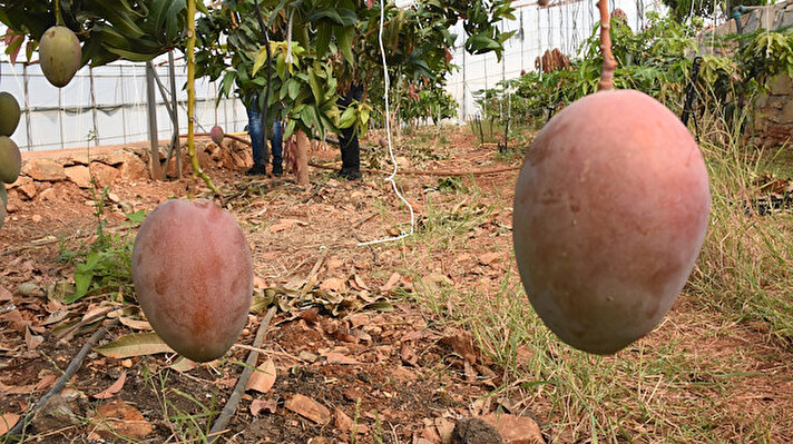 Tropikal meyve yetiştiriciliğinin son yıllarda arttığı Alanya ve Gazipaşa ilçelerinde, muz ve avokadonun önemli bir ticari değere ulaşması, çiftçileri bir başka tropikal ürün olan mangoya yönlendirdi.