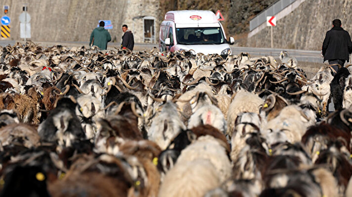 Doğu Karadeniz'de, yüksek kesimlerdeki kar yağışı ve yaylaların beyaza bürünmesiyle, çobanlar yaylalardan göç etmeye başladı.